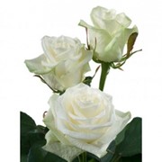 Голландская роза белая фото