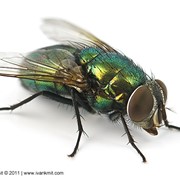 Средство против мух и др. насекомых Агита фотография