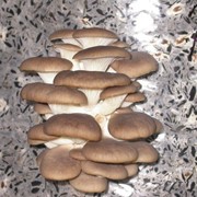 Мицелий грибов Вешенка Гливи Штамм НК-35 фотография