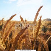 Пшеница многолетняя фото