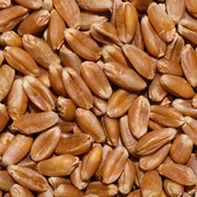 Grâu de nutreț, Пшеница фуражная на экспорт, feed wheat