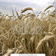 Пшеница второго класса на экспорт фото