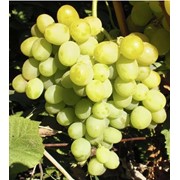 Саженцы винограда Катруся фото