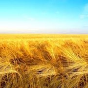 Пшеница озимая и яровая фото