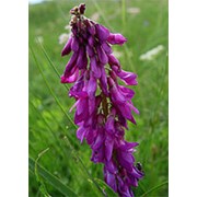 Красный корень или Копеечник(семена 8 шт.) фото