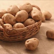 Картофель кормовой фото