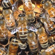Спиртовая настойка пчелиного подмора
