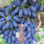 Саженец винограда “Блек Фингер“(бессемянный). Крым фото