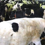 Лечение персистенции и кисты желтого тела коров фото