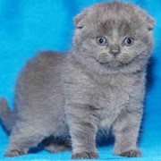 Кошки однотонные голубые фото