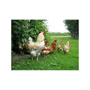 Смесь кормовая треонинсодержащая фото