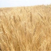 Озима пшениця Снігурка, Еліта фото