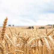 Пшеница фуражная Казахстан