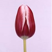 Срезанный цветок Тюльпан Furand
