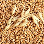Пшеница фражная фотография