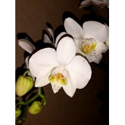 Орхидея Фаленопсис белая фото