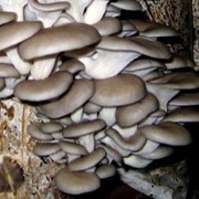 Технология выращивания грибов вешенки. Грибы культивированные. От производителя. В Харькове фото