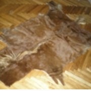 Шкуры, кожи животных, шкуры пони по доступным ценам и доставкой в Украине, Шкура Пони светло-коричневая