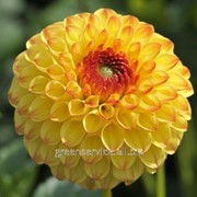 Георгина Sunny Boy фото