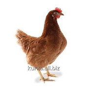 Цыплята Хай-Лайн белый W36 и W80; Хай-Лайн Соня Грей; Ломан Браун; Ломан ЛСЛ Классик
