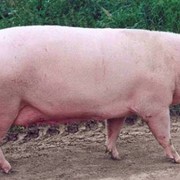 Комбикорм для откорма свиней фото