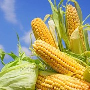 Семена кукурузы РОСС 199 фото
