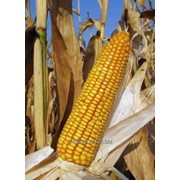 Семена кукурузы Краснодарский 194 МВ (ФАО 190) фото