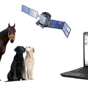 Система спутникового слежения за скотом “GPS-Пастух“ фотография