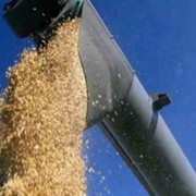 Продажа пшеницы оптом по всей Украине, возможен экспорт.