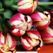 Тюльпаны Старгайзер фото
