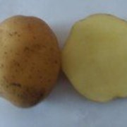 Семенной картофель из Беларуси в Таразе фото
