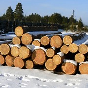 Куплю лиственницу кругляк фото