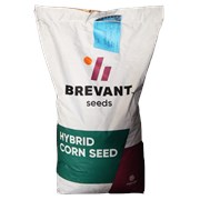  Семена кукурузы ДА СОНКА от компании BREVANT Seed фотография
