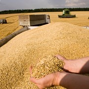 Покупаем зерно фуражное: рожь, тритикале, пшеницу, фото