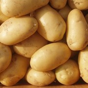 Семенной картофель из Беларуси. Картофель Лилея фото