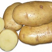 Семенной картофель из Беларуси. Картофель Скарб фотография