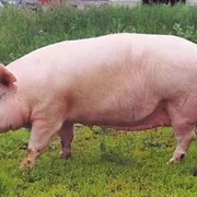 Комбикорм для свиней откорм тм Мультигейн фото