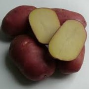 Семенной картофель Рокко 1рс фото
