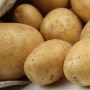 Картофель семенной Лилея Элита фото