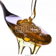 Мёд выкачка 2013 года светлая липа, гречишный фото