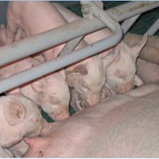 Товарное свиноводство фотография