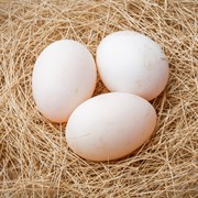 Инкубационное утиное яйцо породы Агидель и Голубой Фаворит фотография