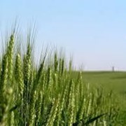 Озимая пшеница фото