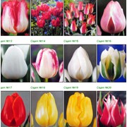 Живые цветы собственного производства: тюльпаны, гиацинты, крокусы, нарциссы. фото