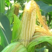 Гибриды семян кукурузы Делитоп ФАО 210 Сингента (Syngenta) фото