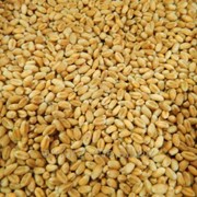 Пшеница от Зернохабаровск
