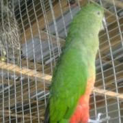 Самка королевского попугая фотография