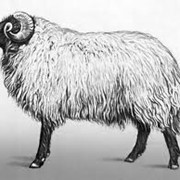 Овцы племенные Каракульской породы живым весом