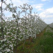 Саженцы яблони, продукция садоводства, растениеводства. Саженцы яблоневых деревьев. фото