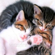Кастрация кота, стерилизация кошек Харьков 067-730-57-37 фотография